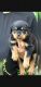 Rottweiler Puppies for sale in Vishal Nagar, Rohtak, Haryana 124001, India. price: 20000 INR