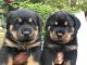 Rottweiler Puppies for sale in S Carolina St, Avon Park, FL 33825, USA. price: NA