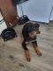 Rottweiler Puppies for sale in Augusta, ME 04330, USA. price: $1,000