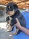 Rottweiler Puppies for sale in Salem, OR, USA. price: $900