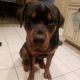 Rottweiler Puppies for sale in St Marys, GA 31558, USA. price: NA