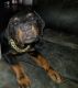 Rottweiler Puppies for sale in Riverside, CA 92504, USA. price: $450