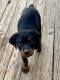 Rottweiler Puppies for sale in Lubbock, TX, USA. price: $700