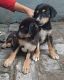 Rottweiler Puppies for sale in Aligarh, Uttar Pradesh, India. price: 8000 INR