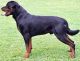 Rottweiler Puppies for sale in SC-544, Myrtle Beach, SC, USA. price: NA