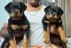 Rottweiler Puppies for sale in Hyderabad, Telangana, India. price: NA