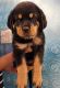 Rottweiler Puppies for sale in Gurugram, Haryana, India. price: 18000 INR
