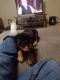 Rottweiler Puppies for sale in Richlands, NC 28574, USA. price: $3,000
