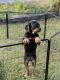 Rottweiler Puppies for sale in Clayton, AL 36016, USA. price: $1,200