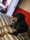Rottweiler Puppies for sale in Bodla Chowraha, Agra, Uttar Pradesh 282007, India. price: 6000 INR