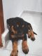 Rottweiler Puppies for sale in Delhi, India. price: NA