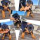 Rottweiler Puppies for sale in Hesperia, CA 92345, USA. price: NA