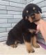 Rottweiler Puppies for sale in Salt Lake City, UT, USA. price: $650