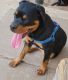 Rottweiler Puppies for sale in Odessa, TX, USA. price: NA