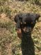Rottweiler Puppies for sale in Cave City, AR 72521, USA. price: $800