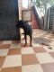 Rottweiler Puppies for sale in Bengeri Extension, Hubballi, Karnataka 580023, India. price: NA