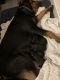 Rottweiler Puppies for sale in West Palm Beach, FL 33411, USA. price: $2,000