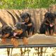 Rottweiler Puppies for sale in Columbus, OH, USA. price: $750