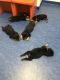 Rottweiler Puppies for sale in Melbourne, FL, USA. price: NA