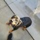 Rottweiler Puppies for sale in Menifee, CA, USA. price: $450