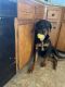 Rottweiler Puppies for sale in Millville, NJ 08332, USA. price: NA