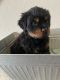Rottweiler Puppies for sale in Brighton, CO, USA. price: $1,500
