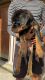 Rottweiler Puppies for sale in Ghaziabad, Uttar Pradesh, India. price: 10 INR