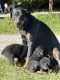 Rottweiler Puppies for sale in Rittman, OH, USA. price: $650