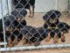 Rottweiler Puppies for sale in Glenarden, MD, USA. price: NA