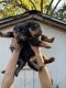 Rottweiler Puppies for sale in Midway, TX 75852, USA. price: NA
