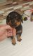 Rottweiler Puppies for sale in Mt Laurel Township, NJ, USA. price: NA