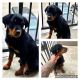 Rottweiler Puppies for sale in North Richland Hills, TX, USA. price: NA