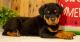 Rottweiler Puppies for sale in Sacramento, CA, USA. price: $800
