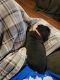 Rottweiler Puppies for sale in Ingleside, TX 78362, USA. price: NA