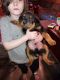 Rottweiler Puppies for sale in Shelby, OH 44875, USA. price: NA