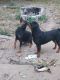 Rottweiler Puppies for sale in Shelby, OH 44875, USA. price: NA