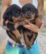 Rottweiler Puppies for sale in Centereach, NY, USA. price: NA
