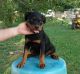 Rottweiler Puppies for sale in Hauppauge, NY, USA. price: $650