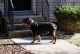 Rottweiler Puppies for sale in Ellenwood, GA, USA. price: NA