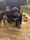 Rottweiler Puppies for sale in Victorville, CA, USA. price: $1,400