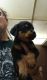 Rottweiler Puppies for sale in Lawrenceville, Lawrence Township, NJ 08648, USA. price: $650
