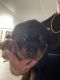 Rottweiler Puppies for sale in Hialeah Gardens, FL, USA. price: $800