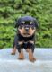 Rottweiler Puppies for sale in Kearney, NE, USA. price: NA