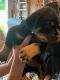 Rottweiler Puppies for sale in St. Augustine, FL, USA. price: NA