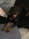 Rottweiler Puppies for sale in Lancaster, CA 93534, USA. price: NA
