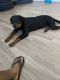 Rottweiler Puppies for sale in 1111 Burke Rd, Pasadena, TX 77506, USA. price: $1,600