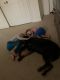 Rottweiler Puppies for sale in Lancaster, PA, USA. price: NA