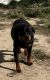 Rottweiler Puppies for sale in 6350 Arnold Rd, Marine City, MI 48039, USA. price: NA