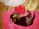 Rottweiler Puppies for sale in Gorakhpur, Uttar Pradesh, India. price: 10000 INR