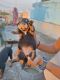 Rottweiler Puppies for sale in Meerut, Uttar Pradesh, India. price: 900,012,000 INR